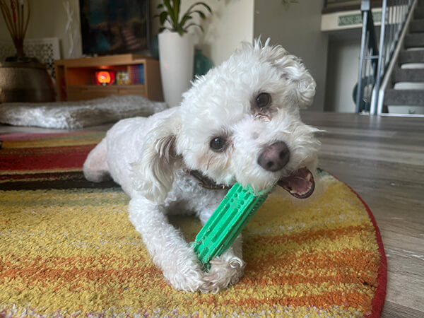 dharma-dog-sitting-slider1-2