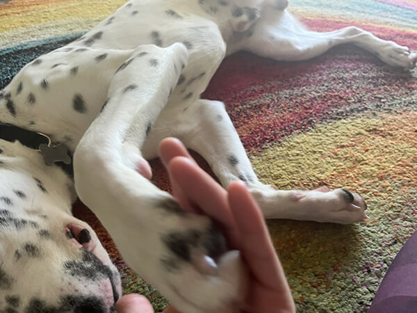 dharma-dog-sitting-slider1-3