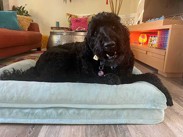 dharma-dog-sitting-slider1-5