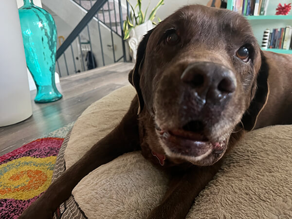 dharma-dog-sitting-slider1-6