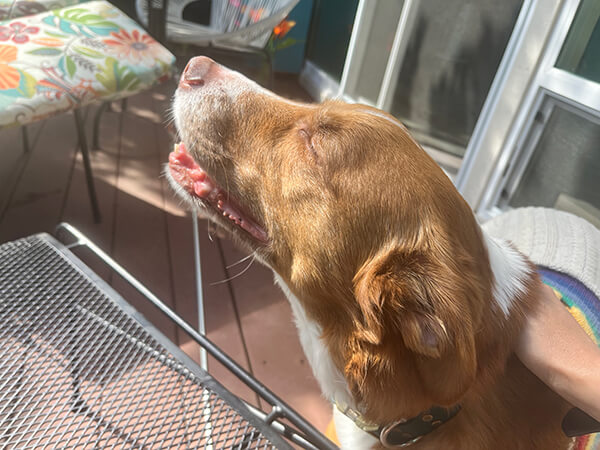 dharma-dog-sitting-slider1-8