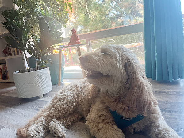 dharma-dog-sitting-slider1-9