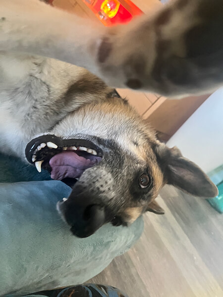 dharma-dog-sitting-slider1.5-1