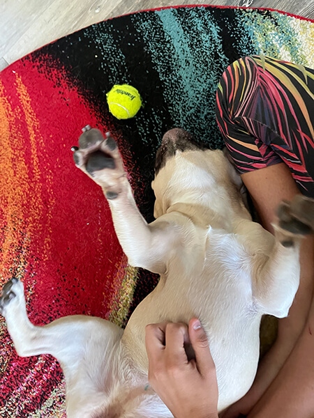 dharma-dog-sitting-slider1.5-3