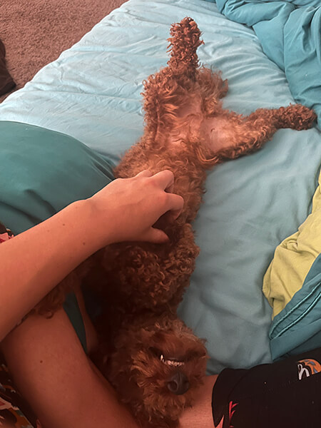 dharma-dog-sitting-slider1.5-4