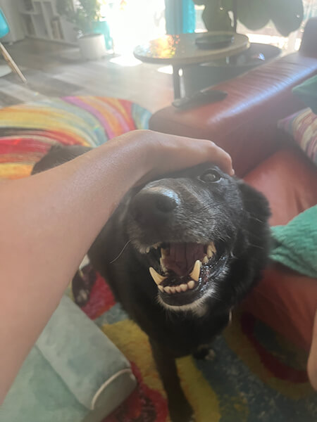 dharma-dog-sitting-slider1.5-6