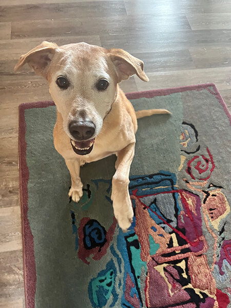 dharma-dog-sitting-slider1.5-7