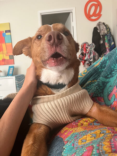 dharma-dog-sitting-slider1.5-9