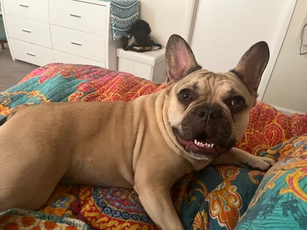 dharma-dog-sitting-slider2-1