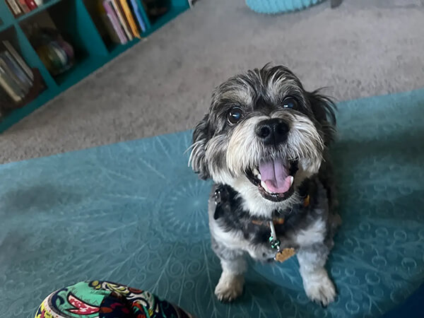 dharma-dog-sitting-slider2-10