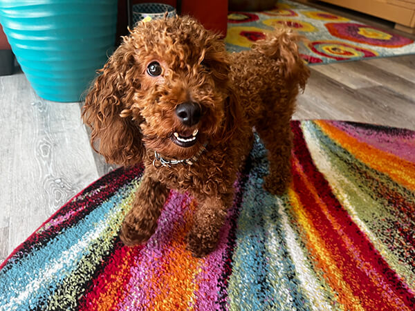 dharma-dog-sitting-slider2-2