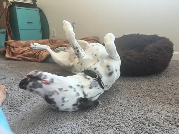 dharma-dog-sitting-slider2-4