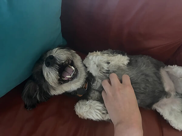 dharma-dog-sitting-slider2-5