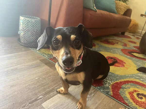 dharma-dog-sitting-slider2-6