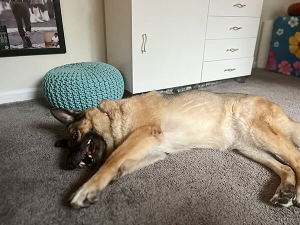 dharma-dog-sitting-slider2-7