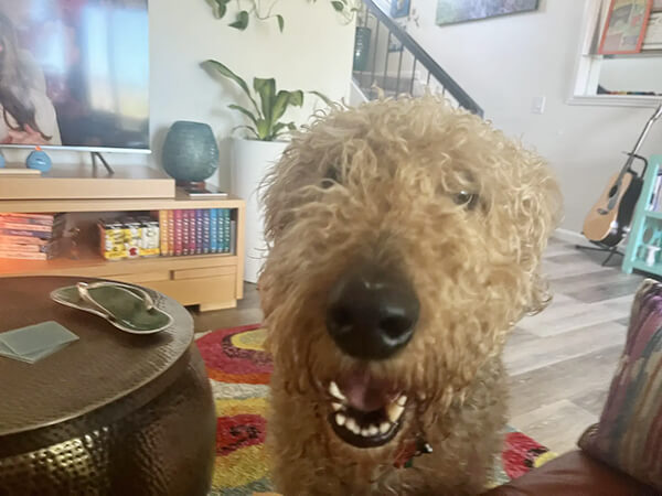 dharma-dog-sitting-slider2-8