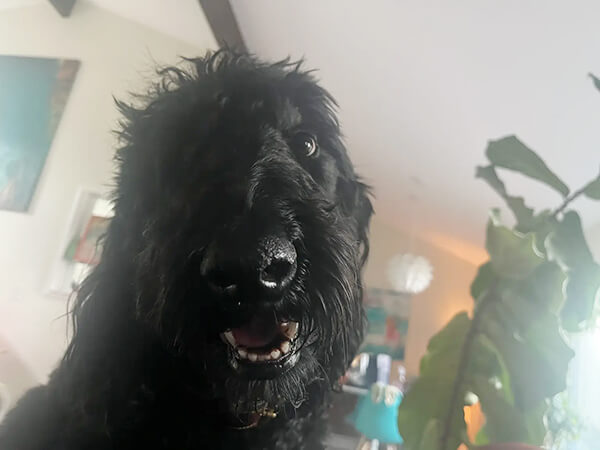 dharma-dog-sitting-slider2-9