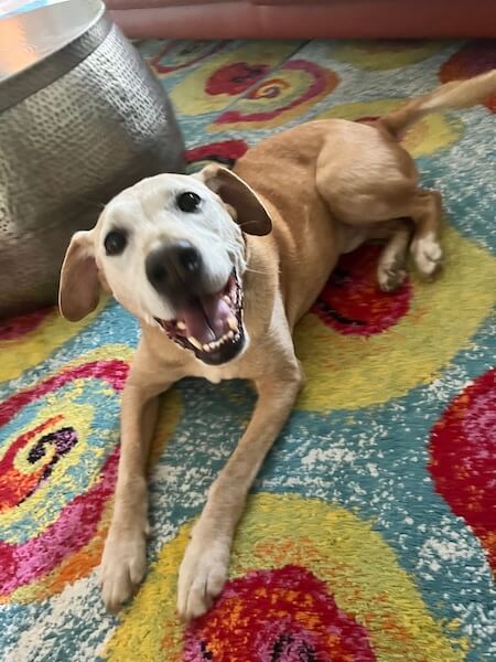 dharma-dog-sitting-slider3-2