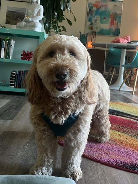 dharma-dog-sitting-slider3-3