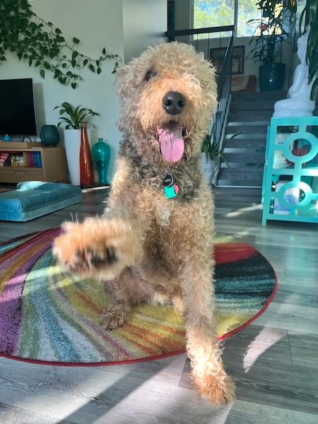 dharma-dog-sitting-slider3-6