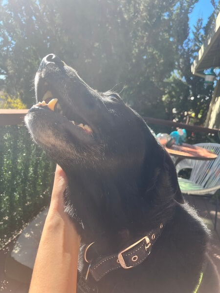 dharma-dog-sitting-slider3-7