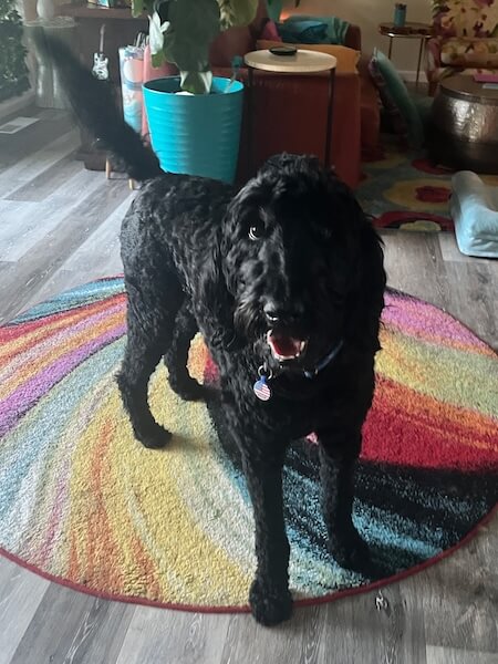 dharma-dog-sitting-slider3-8