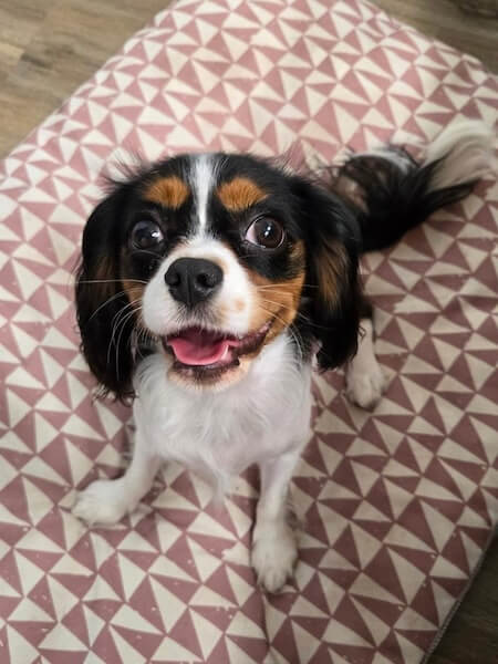 dharma-dog-sitting-slider3-9