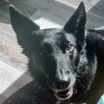 profile-pic-guinness